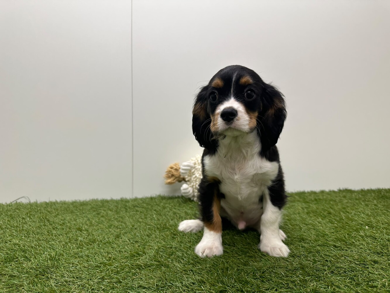 Cavalier King Charles Spaniel Male Tricolor - PUP-ID 032465102 | Dierenhof Debrabandere