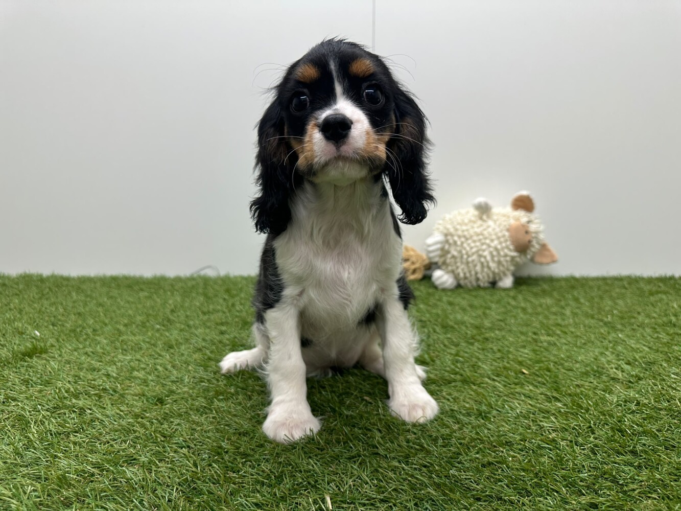 Cavalier King Charles Spaniel Femelle Tricolor - PUP-ID 032465119 | Dierenhof Debrabandere