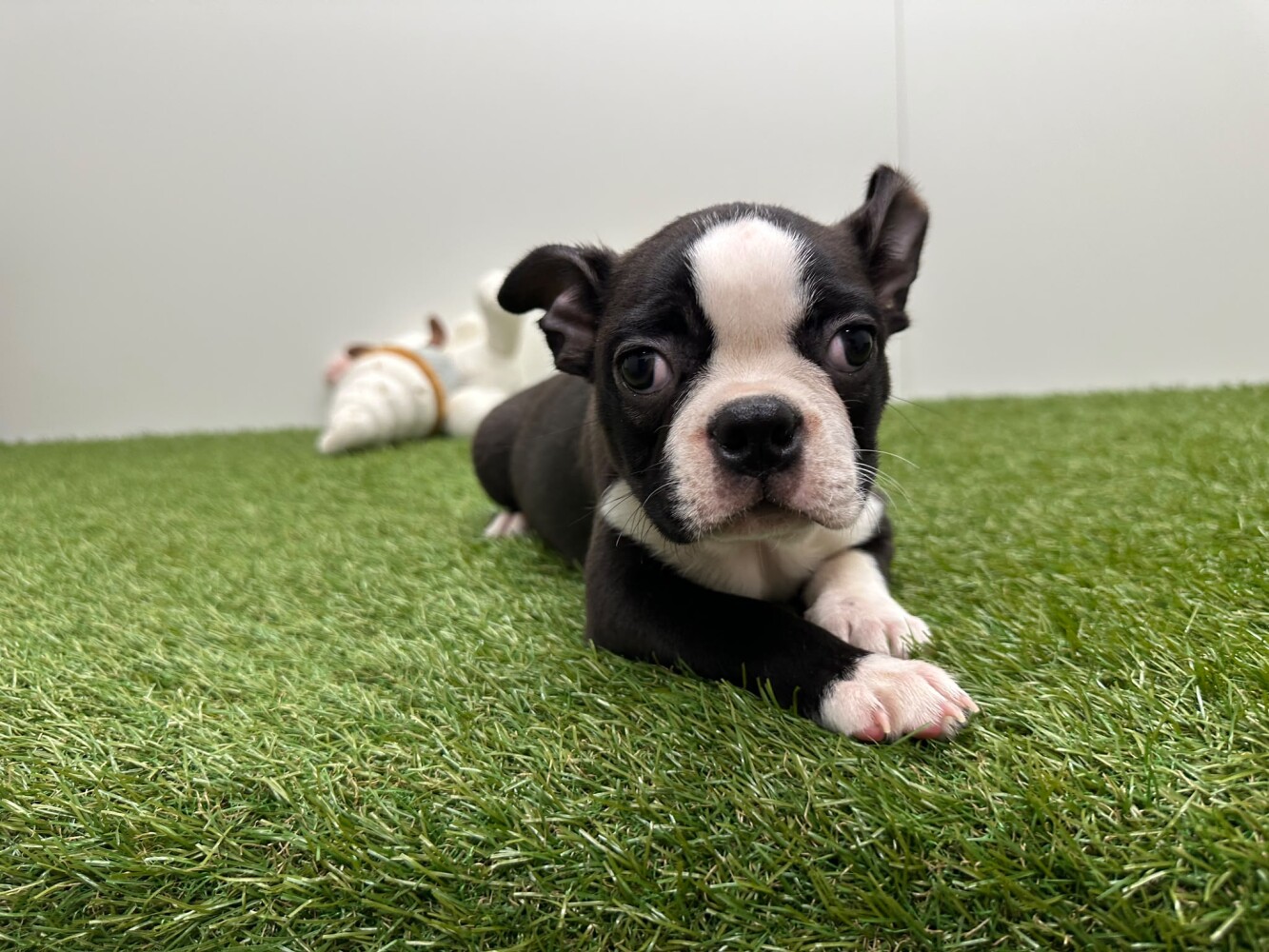 Boston Terrier Male Black and White - PUP-ID 032470253 | Dierenhof Debrabandere