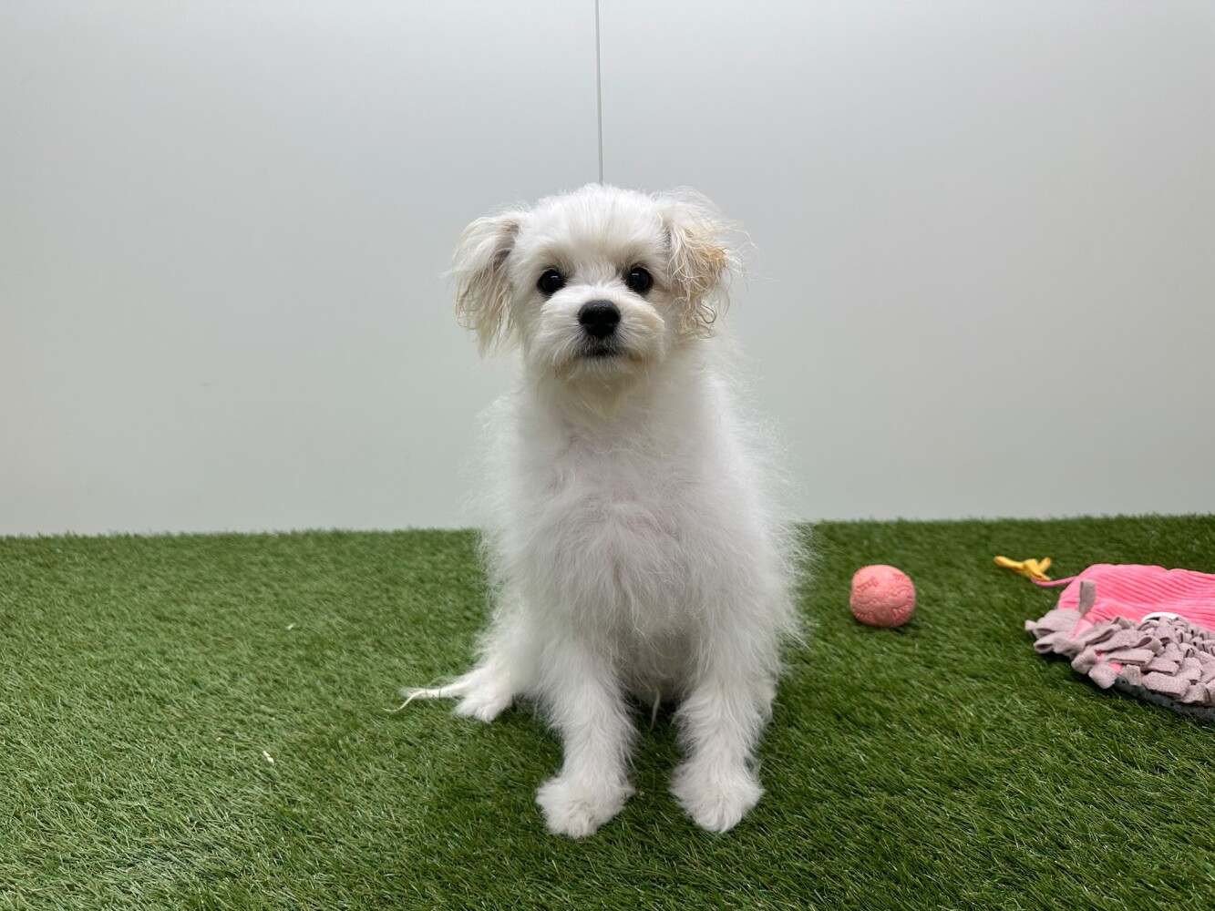 Pom Frise Mannelijk Wit en creme - PUP-ID 032575953 | Dierenhof Debrabandere