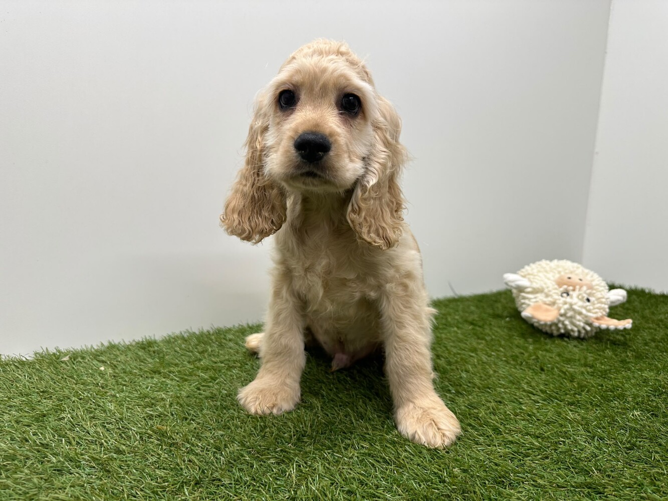 Amerikaanse Cocker Spaniel Mannelijk Beige - PUP-ID 032577250 | Dierenhof Debrabandere