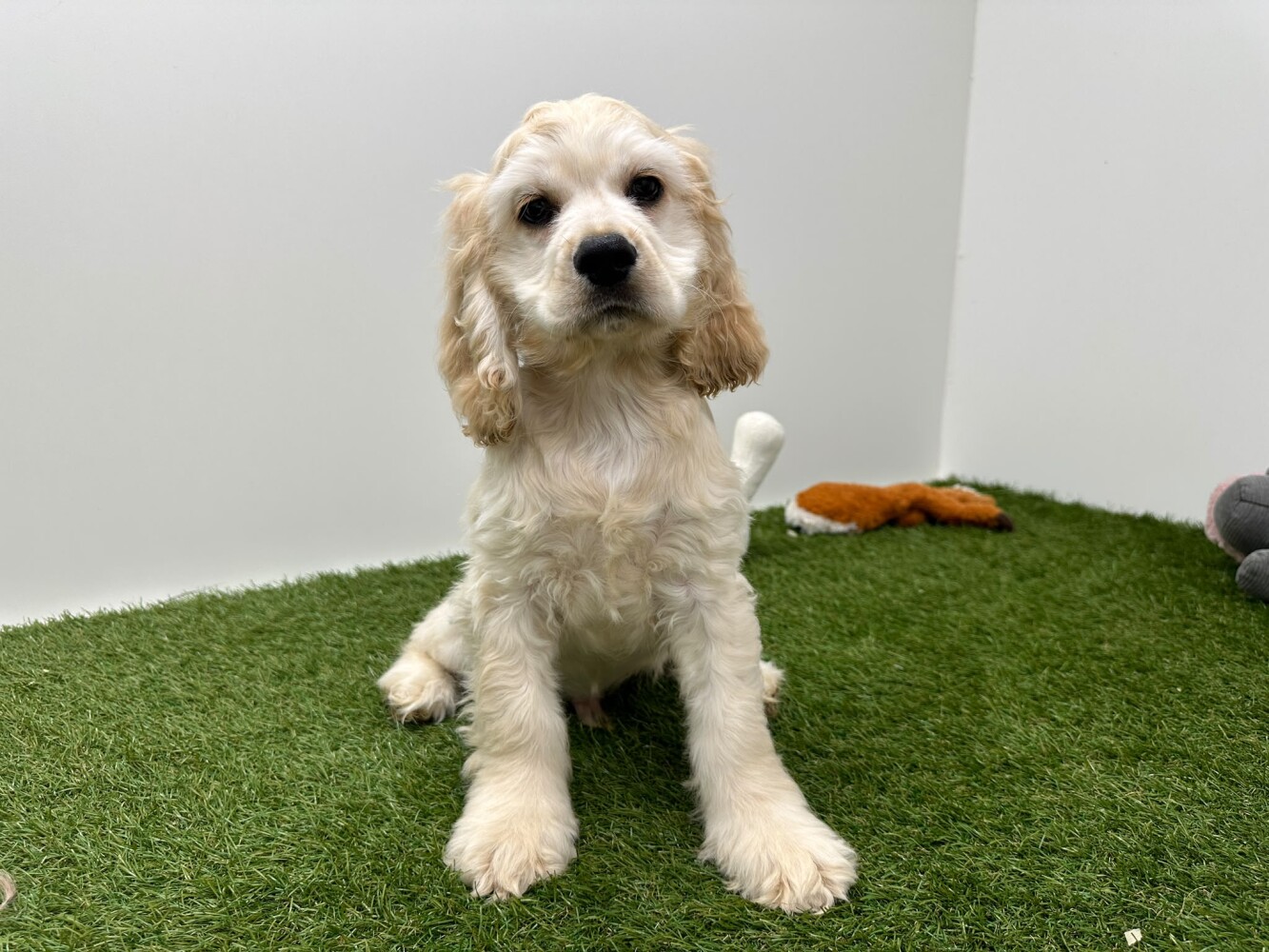 Amerikaanse Cocker Spaniel Mannelijk Beige - PUP-ID 032577283 | Dierenhof Debrabandere