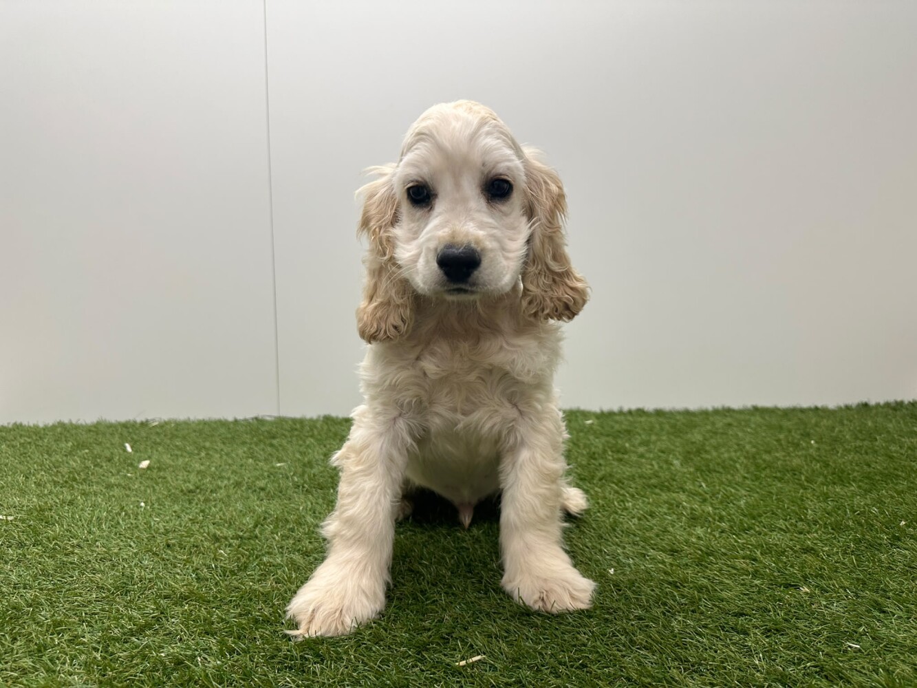 Amerikaanse Cocker Spaniel Mannelijk Beige - PUP-ID 032577323 | Dierenhof Debrabandere