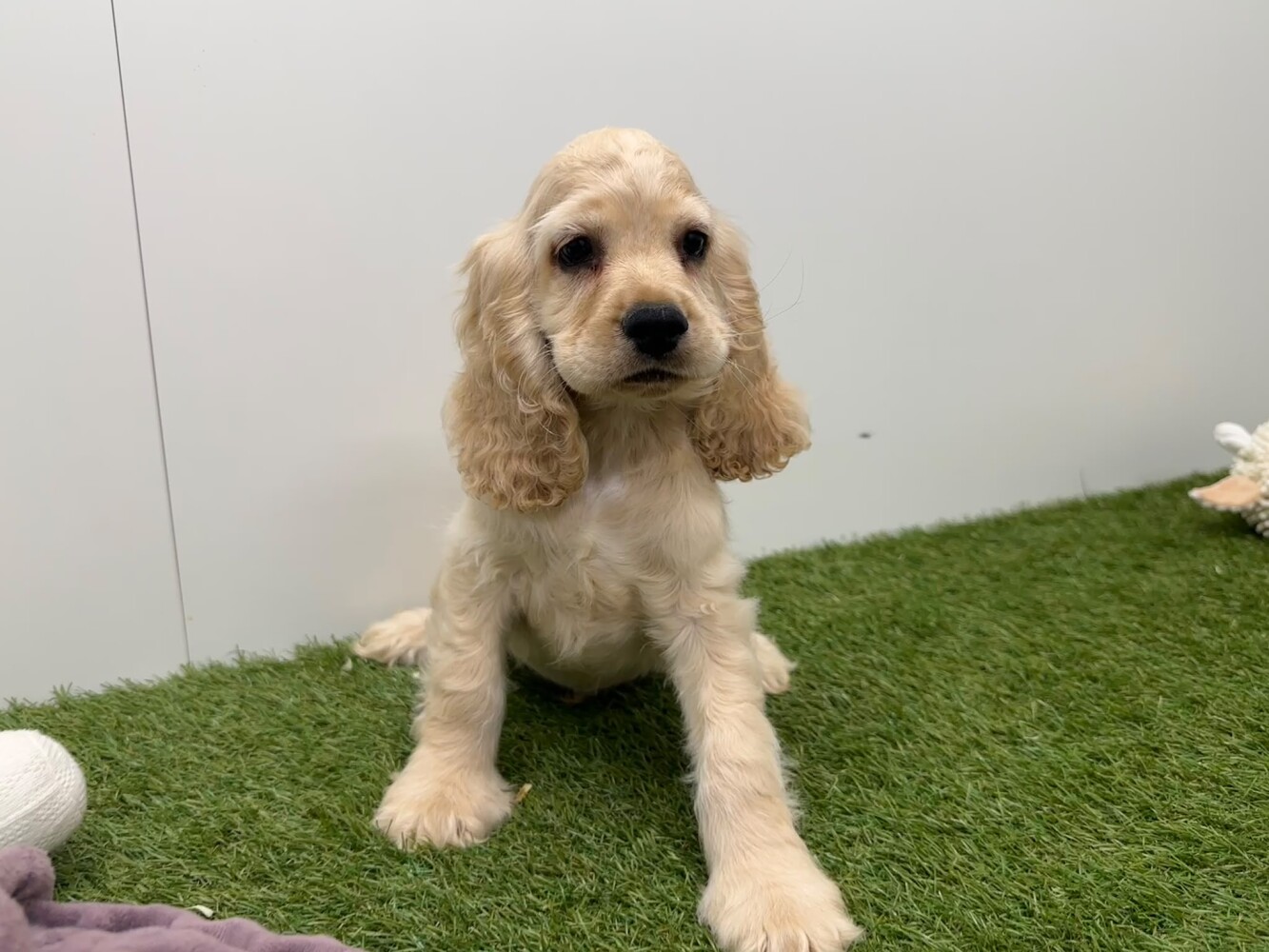 American Cocker Spaniel Male Beige - PUP-ID 032577355 | Dierenhof Debrabandere
