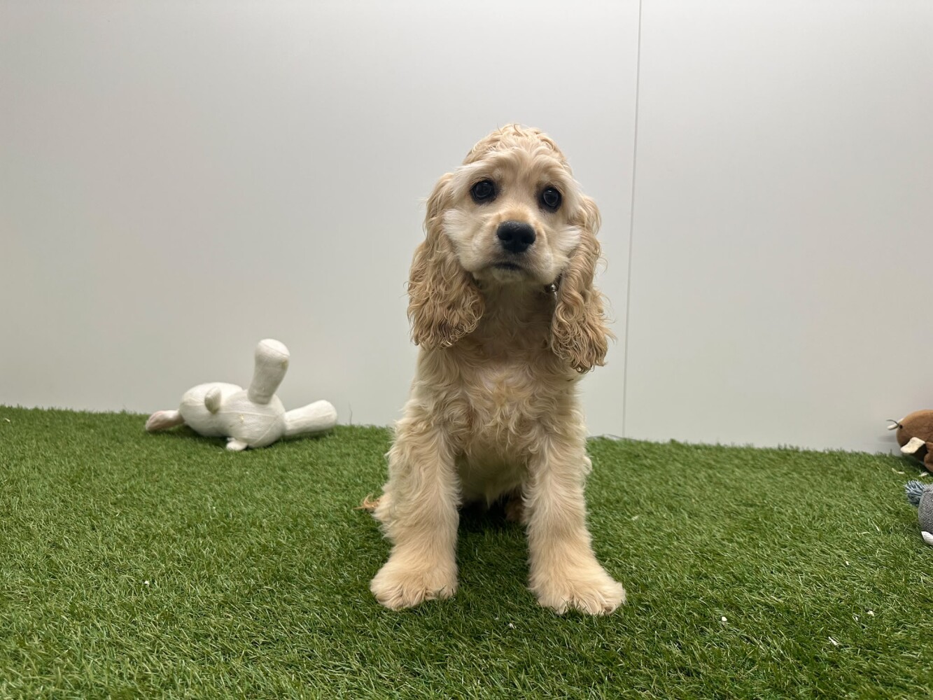 Amerikaanse Cocker Spaniel Vrouwelijk Beige - PUP-ID 032577640 | Dierenhof Debrabandere
