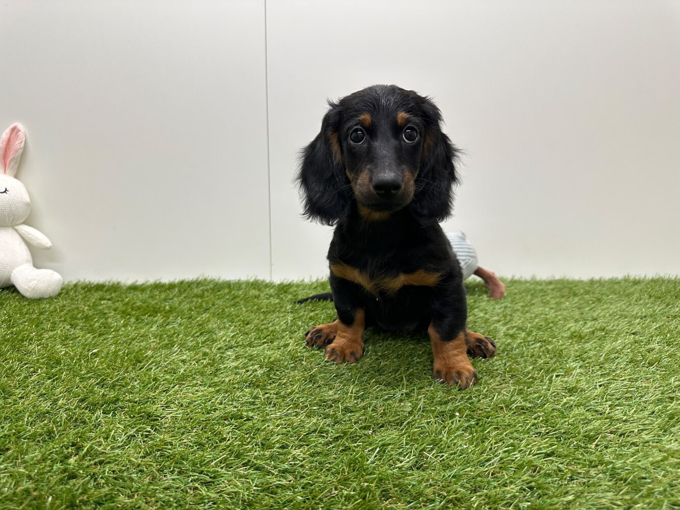 Teckel Femelle Noir et feu - PUP-ID 032578748 | Dierenhof Debrabandere