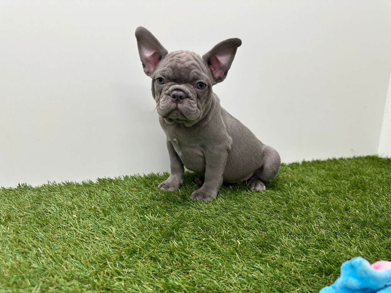 Franse Buldog