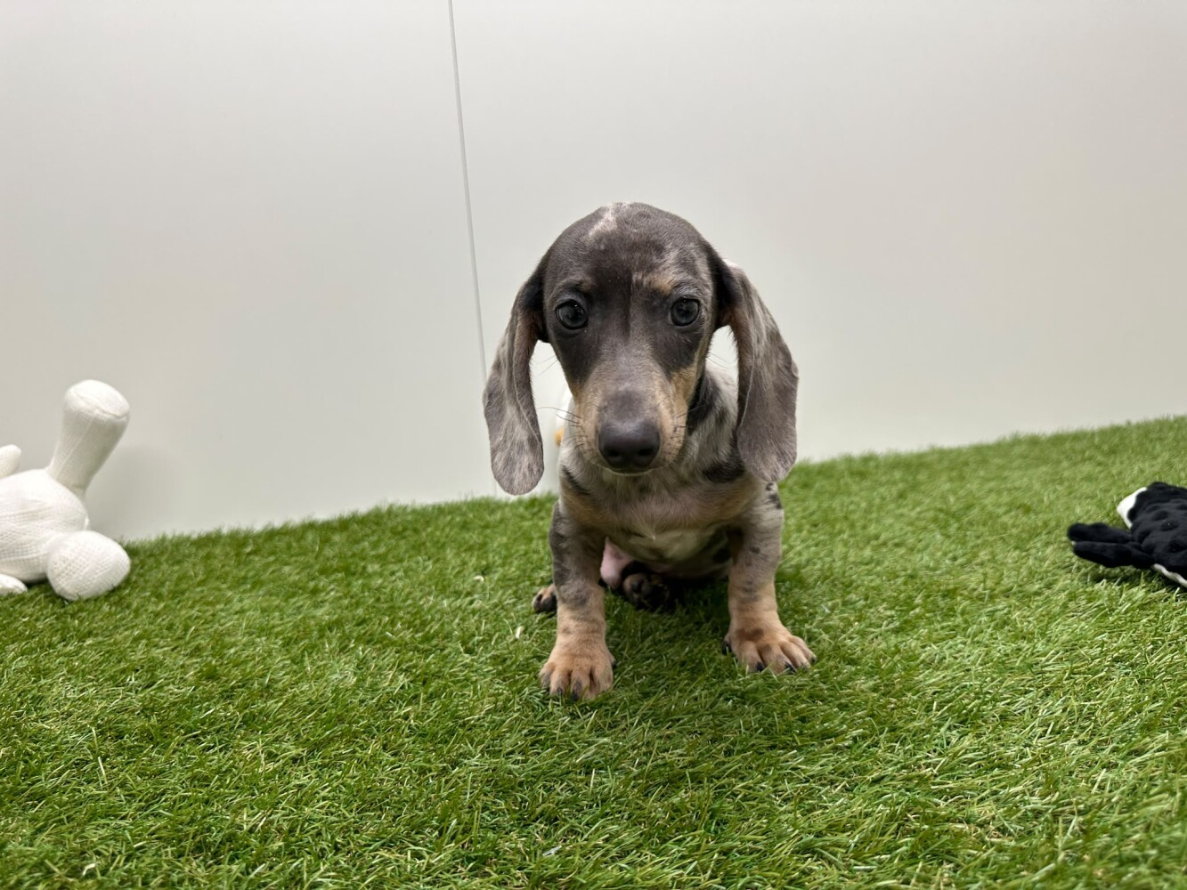 Teckel Male Bleu merle - PUP-ID 032580114 | Dierenhof Debrabandere