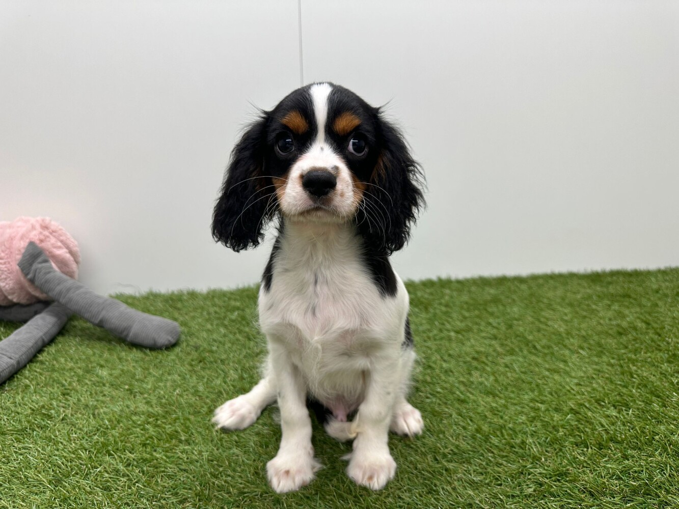 Cavalier King Charles Spaniel Male Tricolor - PUP-ID 032580873 | Dierenhof Debrabandere