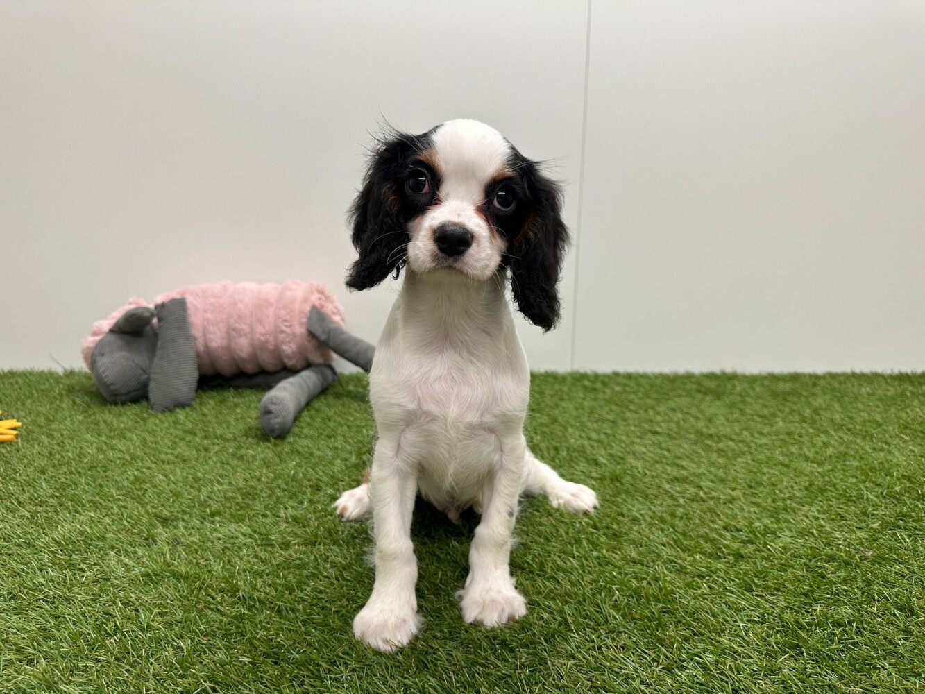 Cavalier King Charles Spaniel Mannelijk Tricolor - PUP-ID 032580874 | Dierenhof Debrabandere
