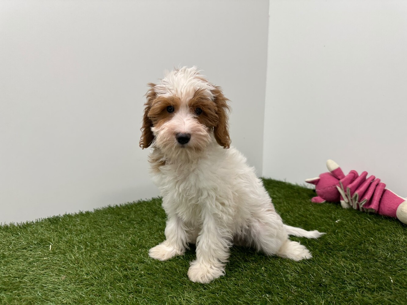 Cavapoo Mannelijk Blenheim - PUP-ID 033446395 | Dierenhof Debrabandere