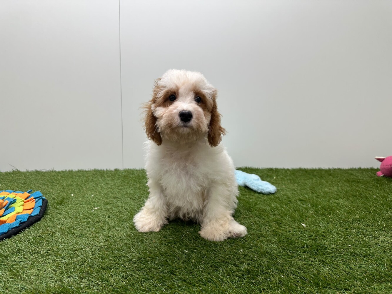 Cavapoo Male Blenheim - PUP-ID 033446396 | Dierenhof Debrabandere