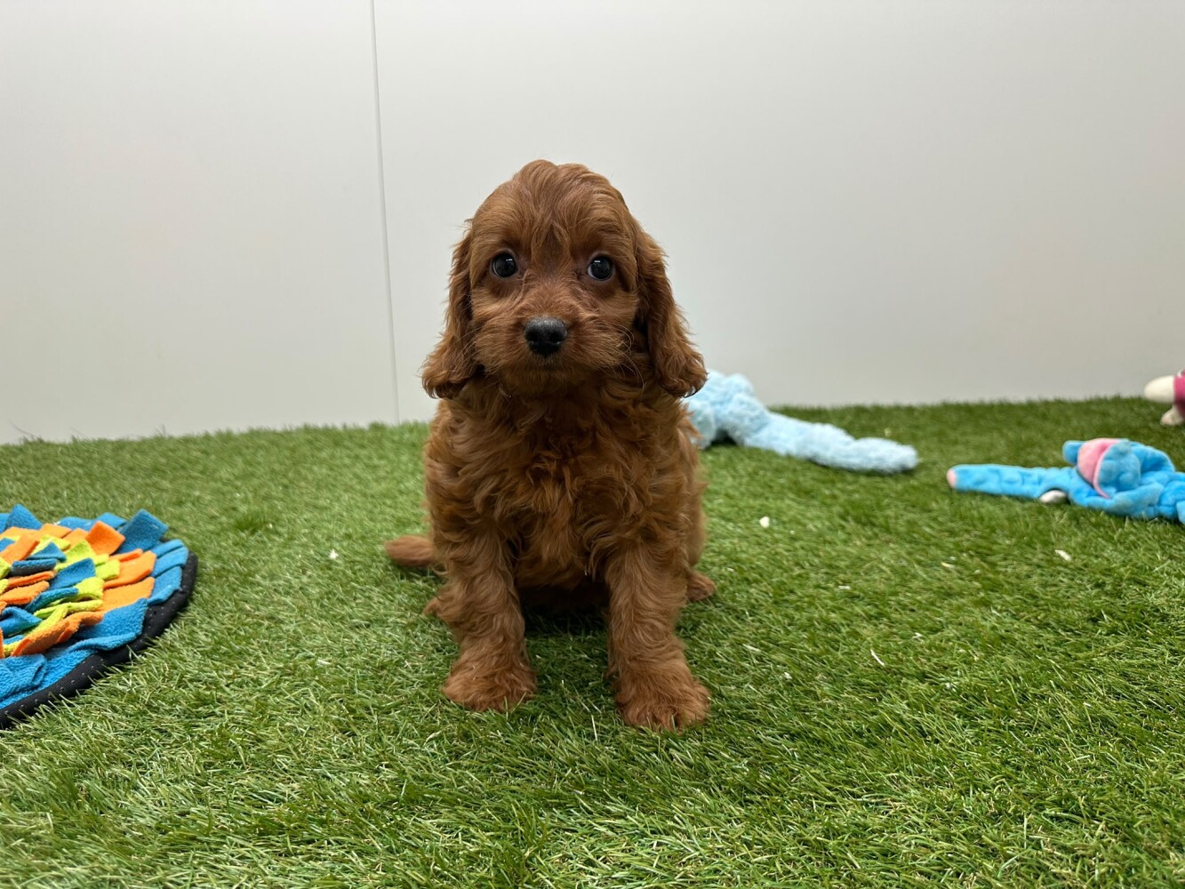 Cavapoo Vrouwelijk Abricot - PUP-ID 033446408 | Dierenhof Debrabandere