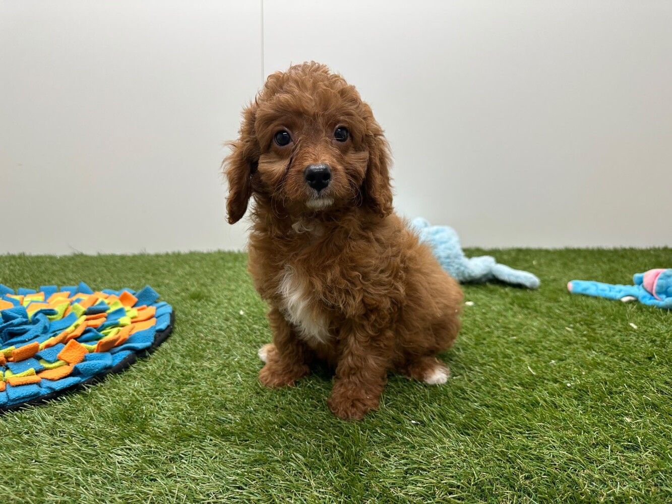 Cavapoo Mannelijk Abricot - PUP-ID 033446418 | Dierenhof Debrabandere