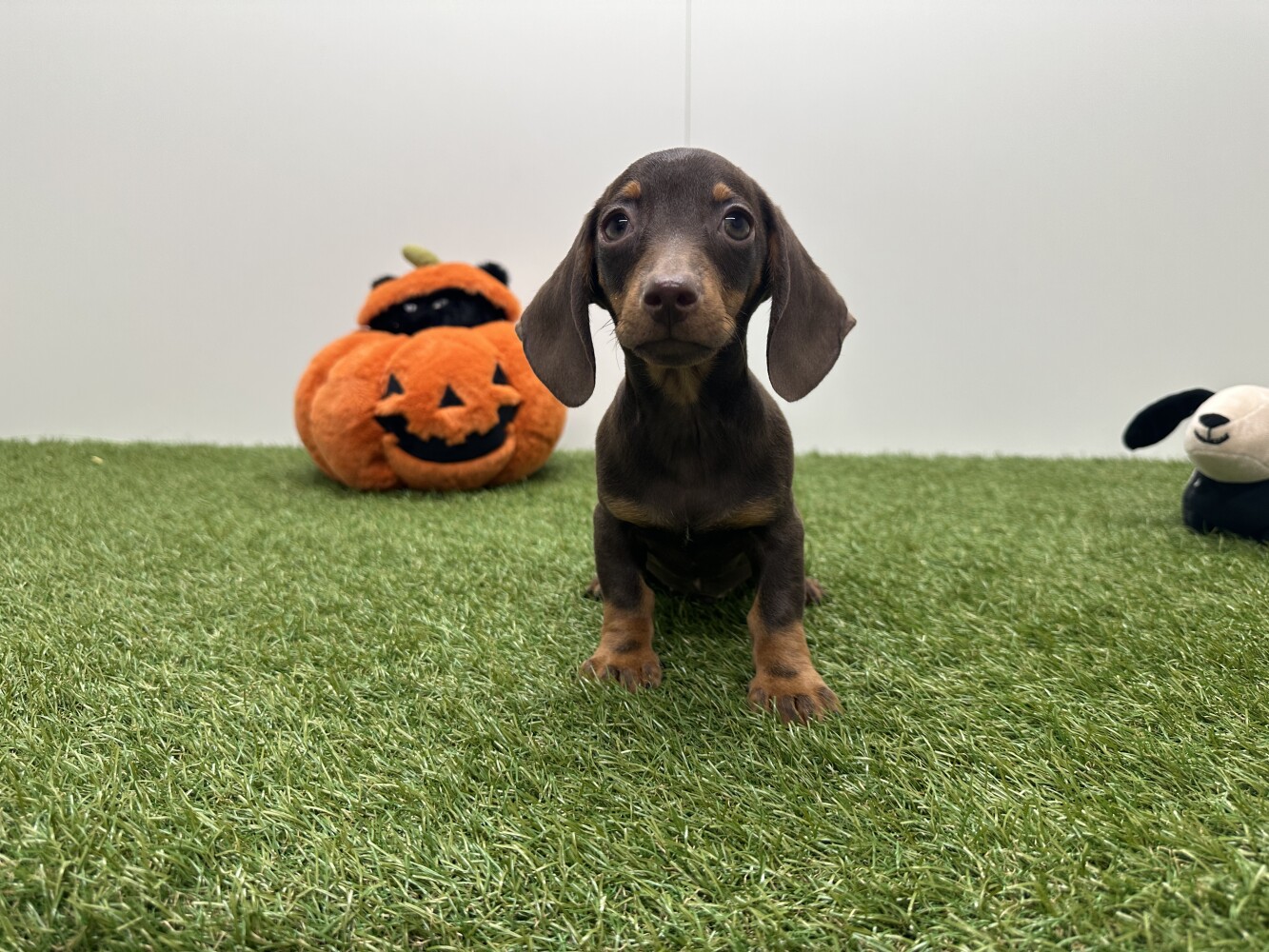 Teckel Mannelijk Chocolat - PUP-ID 033448273 | Dierenhof Debrabandere