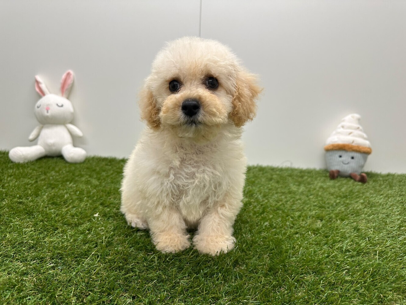 Bichon Frise Male White - PUP-ID 033449015 | Dierenhof Debrabandere