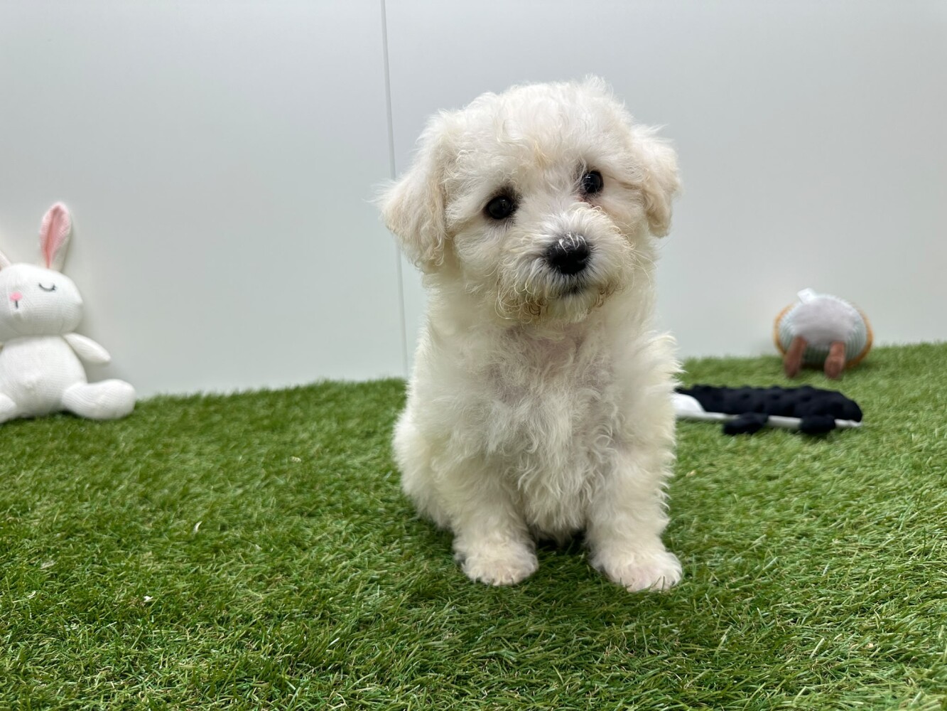 Bichon Frise Male White - PUP-ID 033449061 | Dierenhof Debrabandere