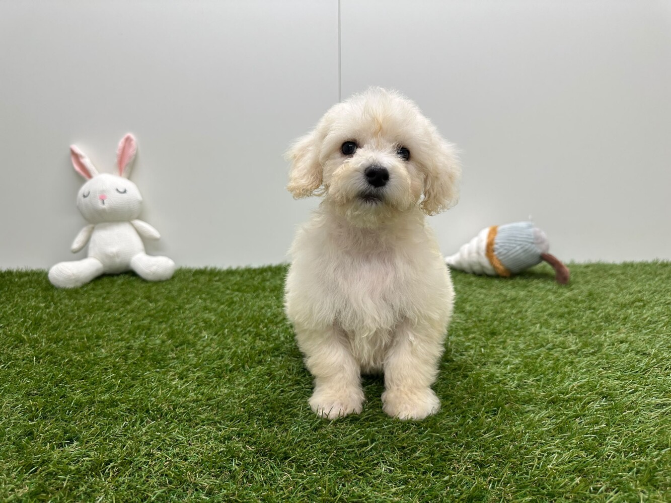 Bichon Frise Male White - PUP-ID 033449077 | Dierenhof Debrabandere