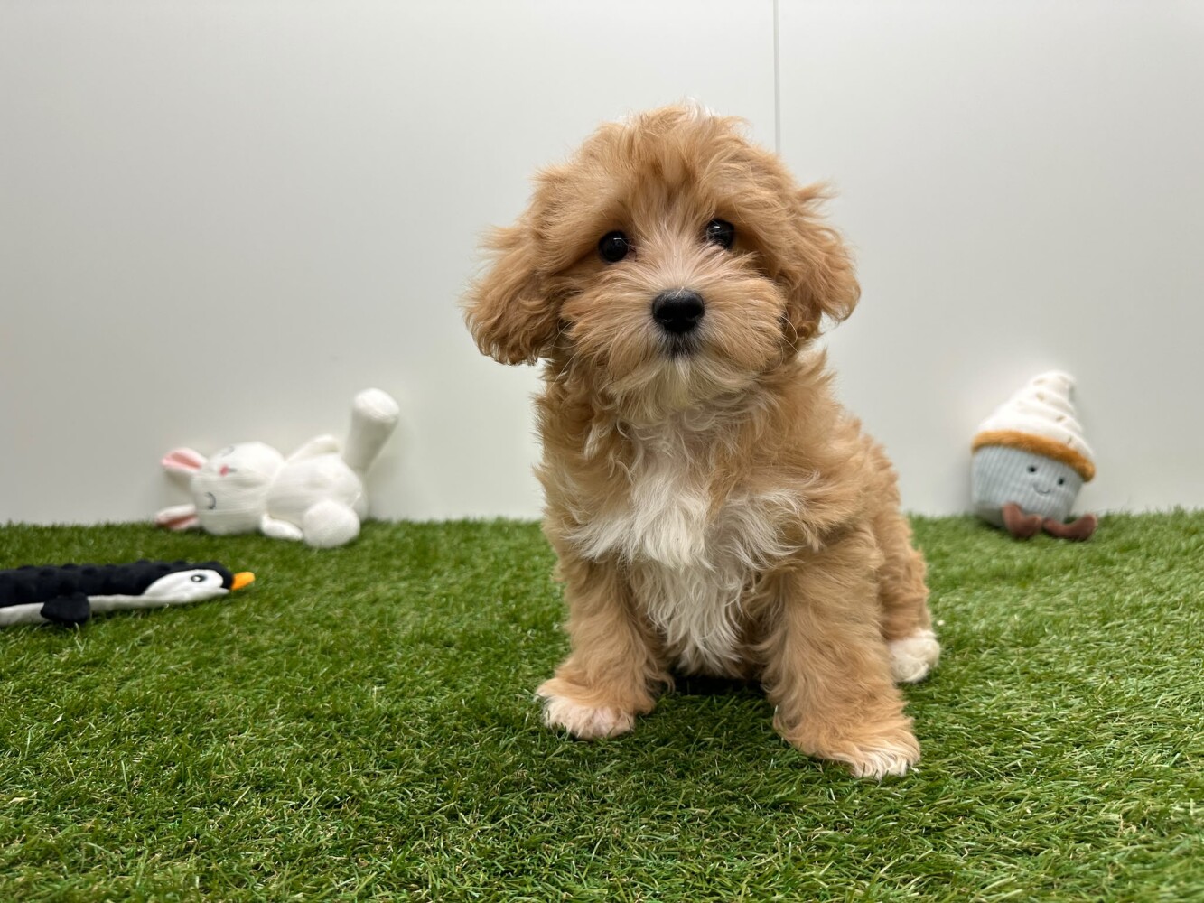 Maltipoo Male Apricot - PUP-ID 033450865 | Dierenhof Debrabandere