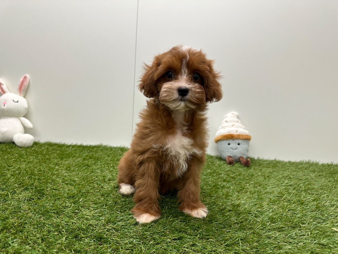 Cavapoo Femelle Abricot - PUP-ID 033450873 | Dierenhof Debrabandere