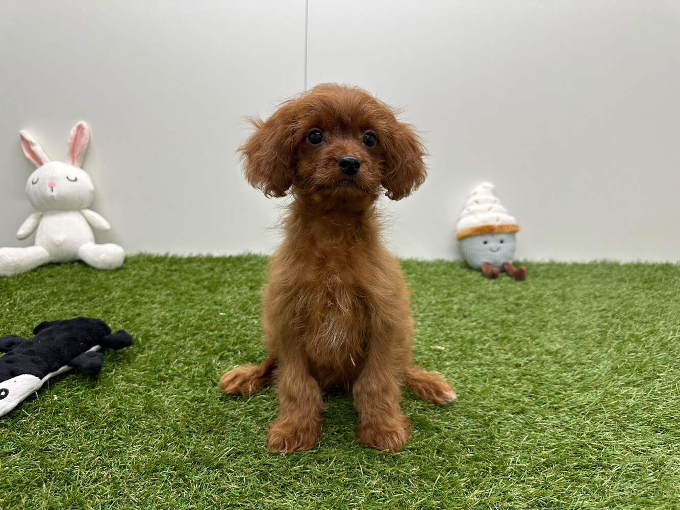 Cavapoo Mannelijk Abricot - PUP-ID 033450881 | Dierenhof Debrabandere