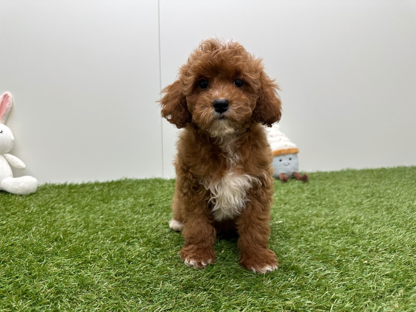 Cavapoo Male Apricot - PUP-ID 033450889 | Dierenhof Debrabandere