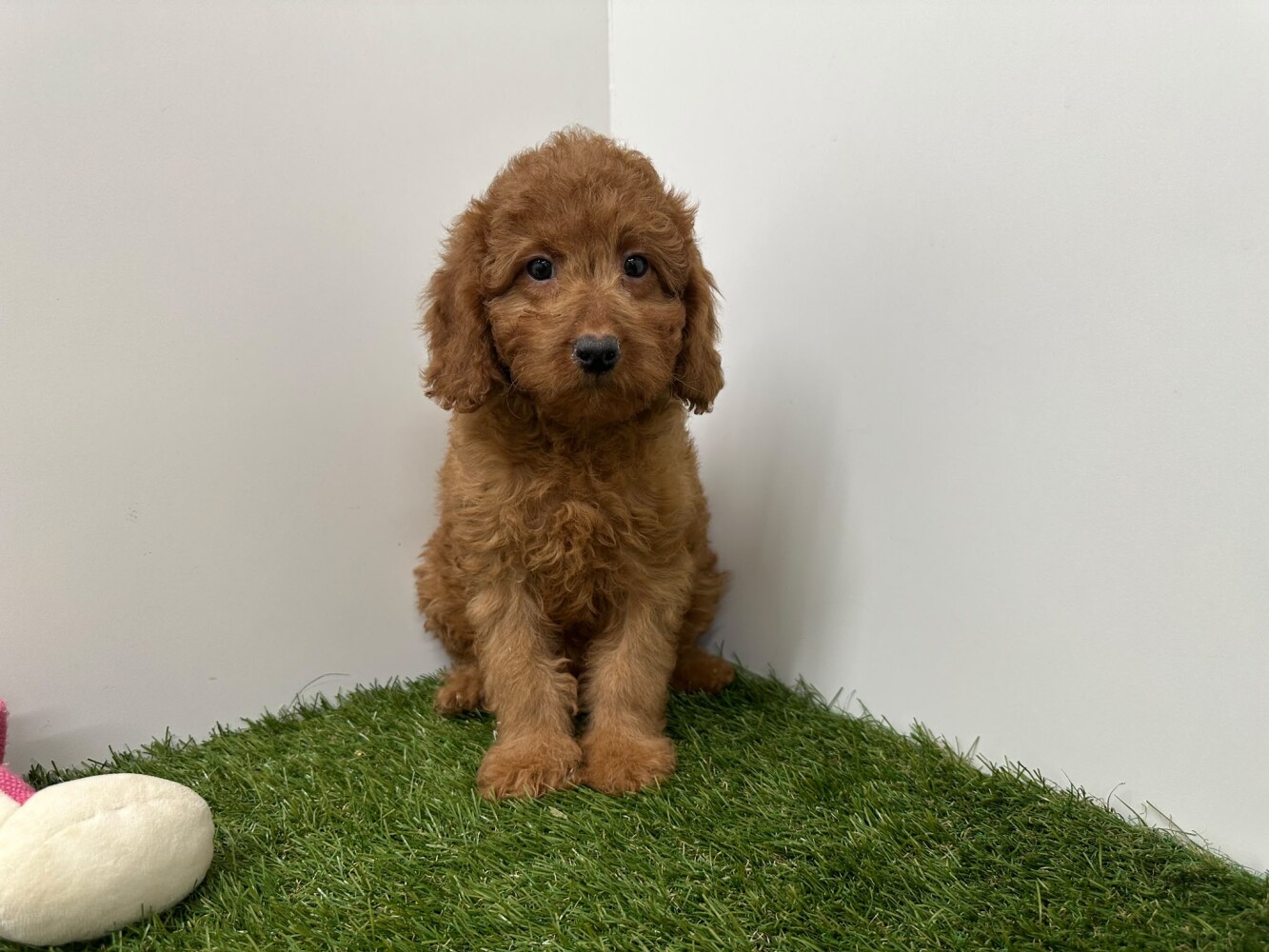 Cavapoo Vrouwelijk Abricot - PUP-ID 033451610 | Dierenhof Debrabandere