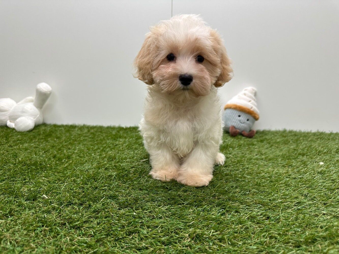 Maltipoo Mannelijk Bicolor - PUP-ID 033453047 | Dierenhof Debrabandere