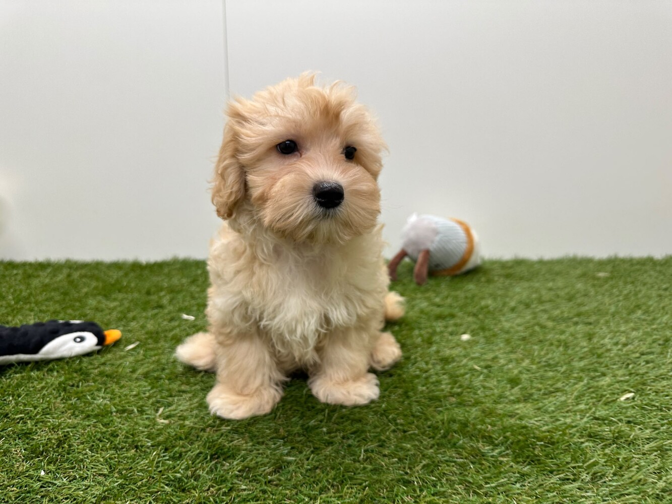 Maltipoo Male Apricot - PUP-ID 033453430 | Dierenhof Debrabandere