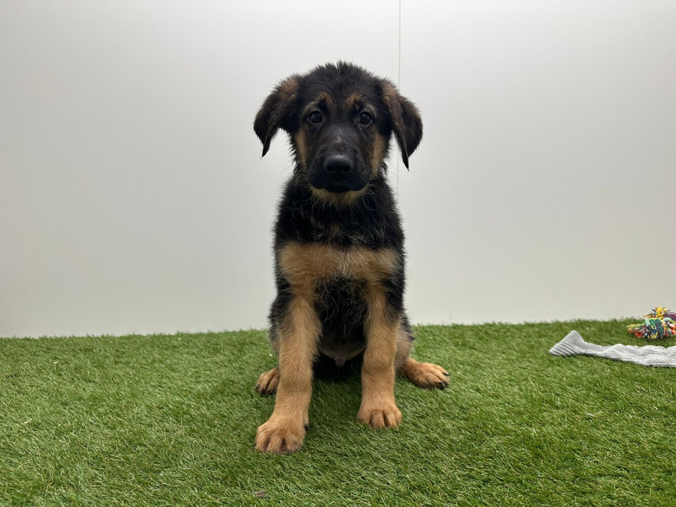 Kruising Duitse Herder x Labrador Retriever
