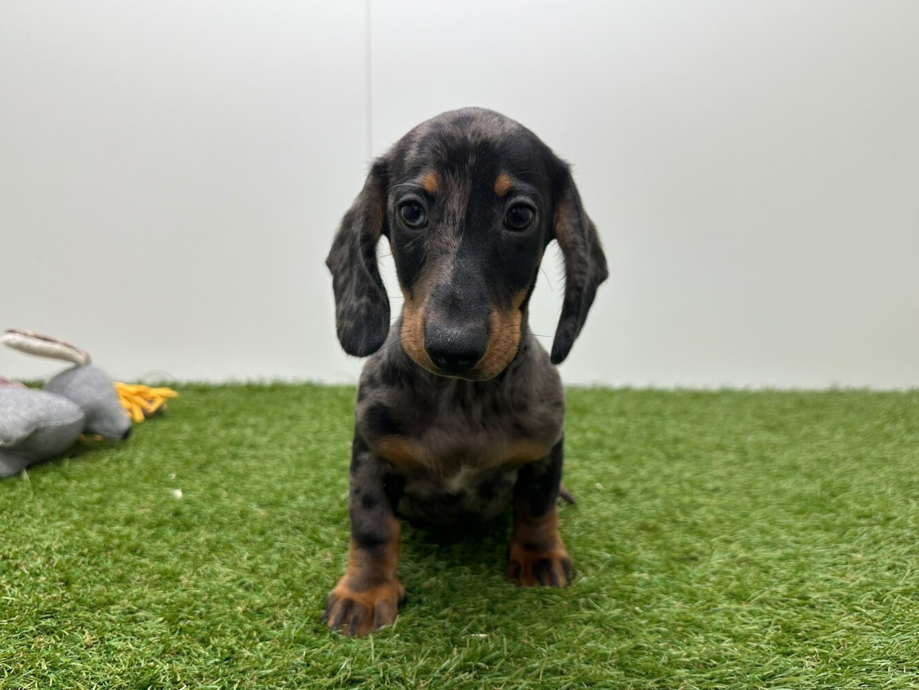 Dachshund Male Blue Roan - PUP-ID 100125848 | Dierenhof Debrabandere