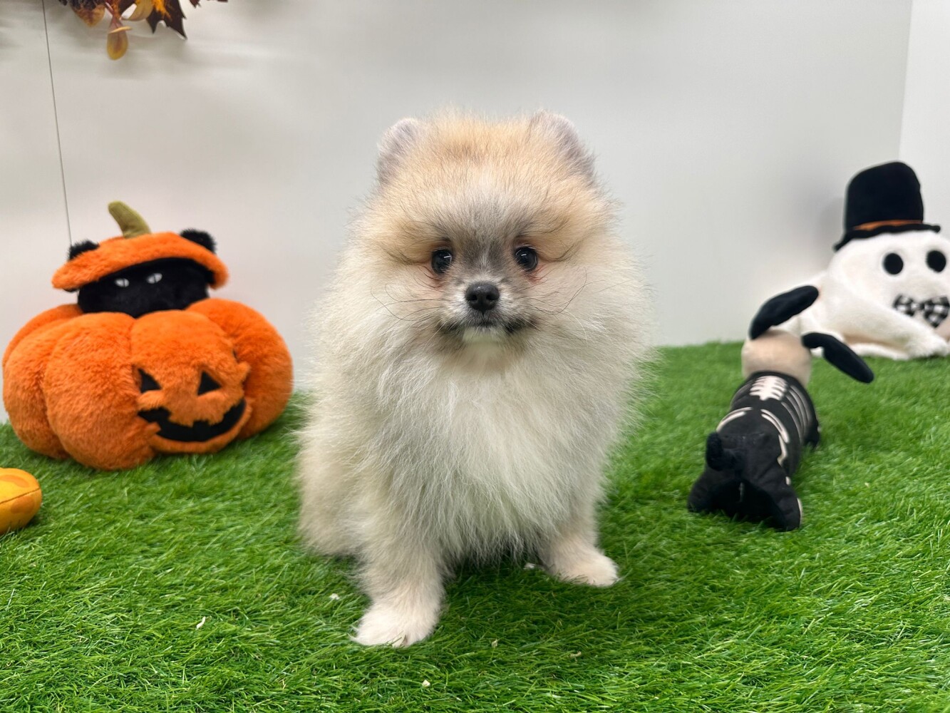 Looking for a Miniature Spitz puppy? Dog Kennel Debrabandere - Main Image