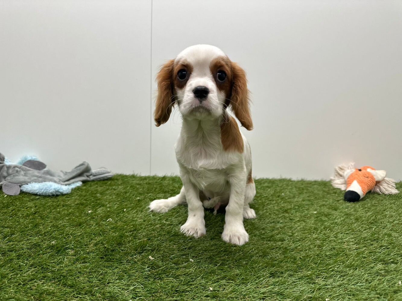 Cavalier King Charles Spaniel