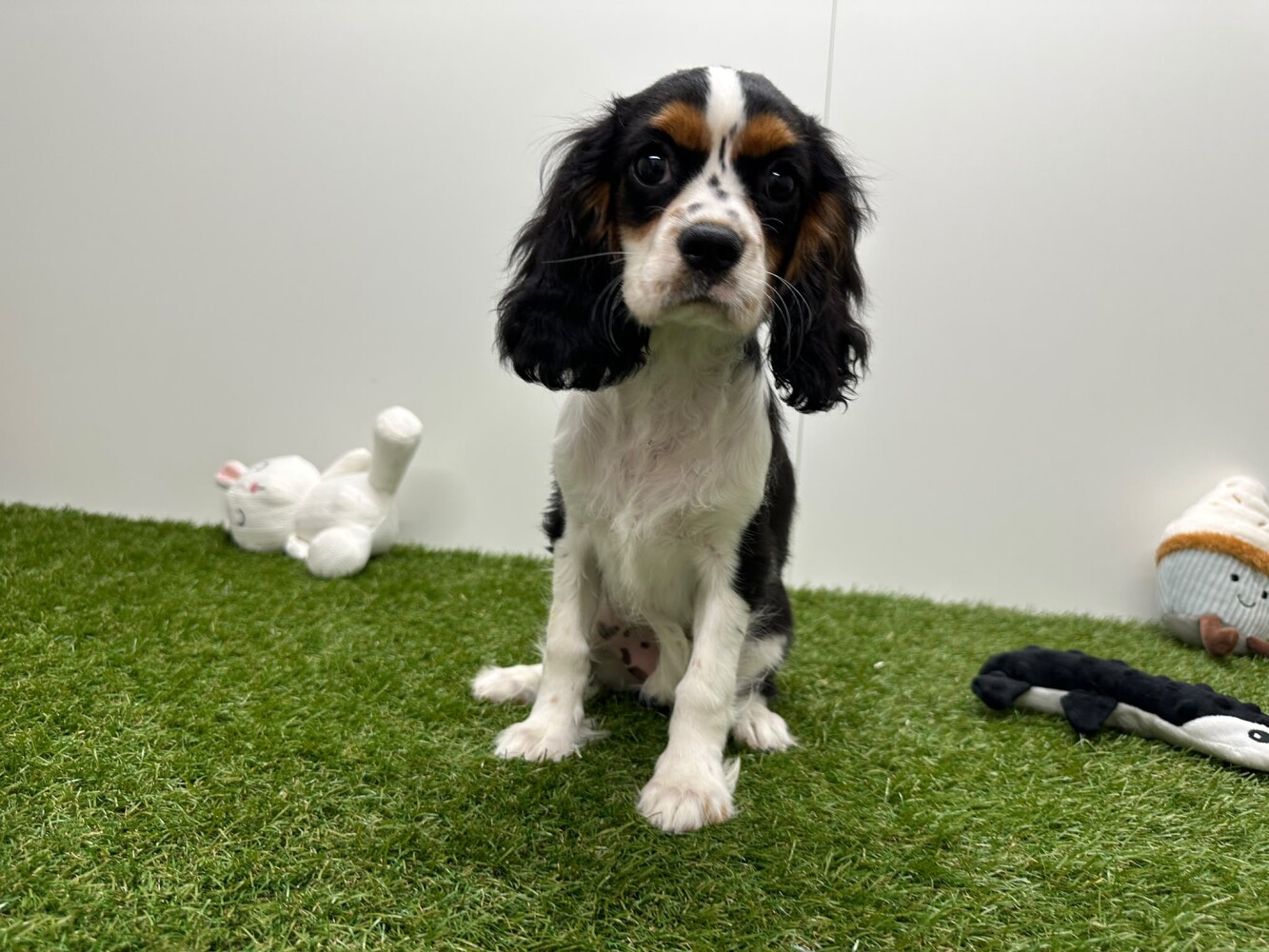 Cavalier King Charles Spaniel Female Tricolor - PUP-ID 200126896 | Dierenhof Debrabandere