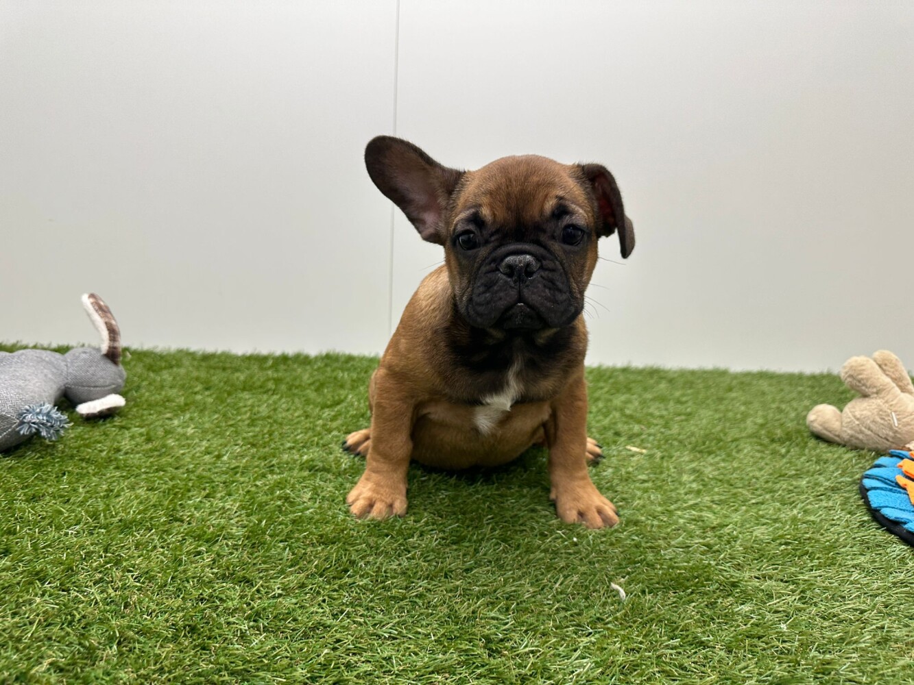 Bouledogue Francais Male Fauve - PUP-ID 200149690 | Dierenhof Debrabandere