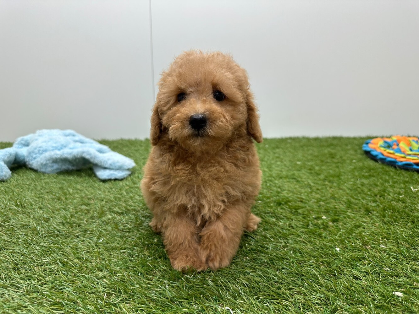 Poodle Male Apricot - PUP-ID 200155400 | Dierenhof Debrabandere
