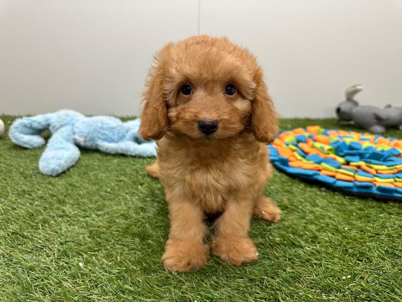 Poedel Mannelijk Abricot - PUP-ID 200155402 | Dierenhof Debrabandere