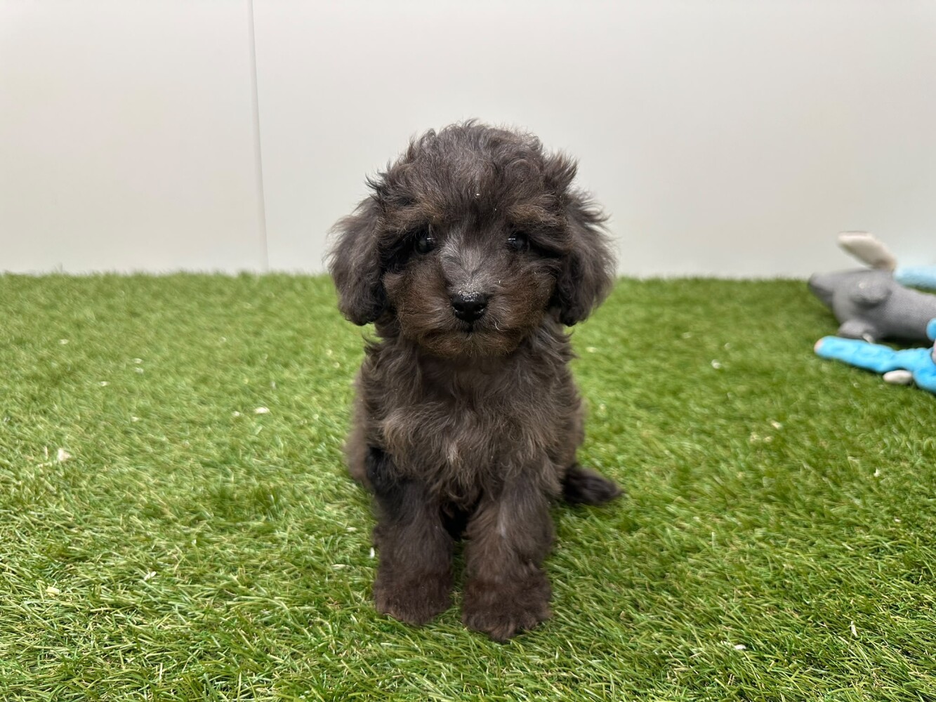 Poodle Male Merle - PUP-ID 200155407 | Dierenhof Debrabandere