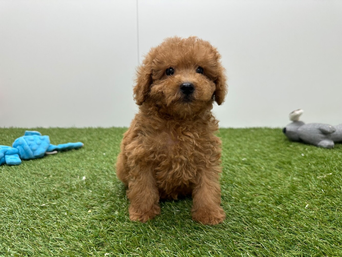 Poodle Male Apricot - PUP-ID 200155408 | Dierenhof Debrabandere