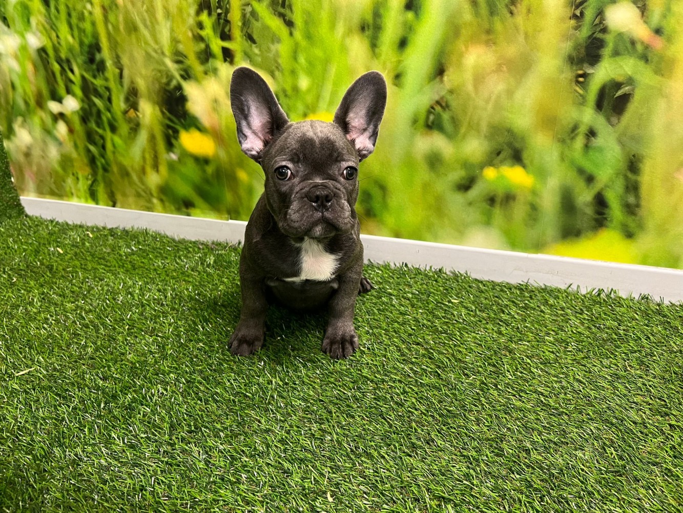 French Bulldog Puppy for sale