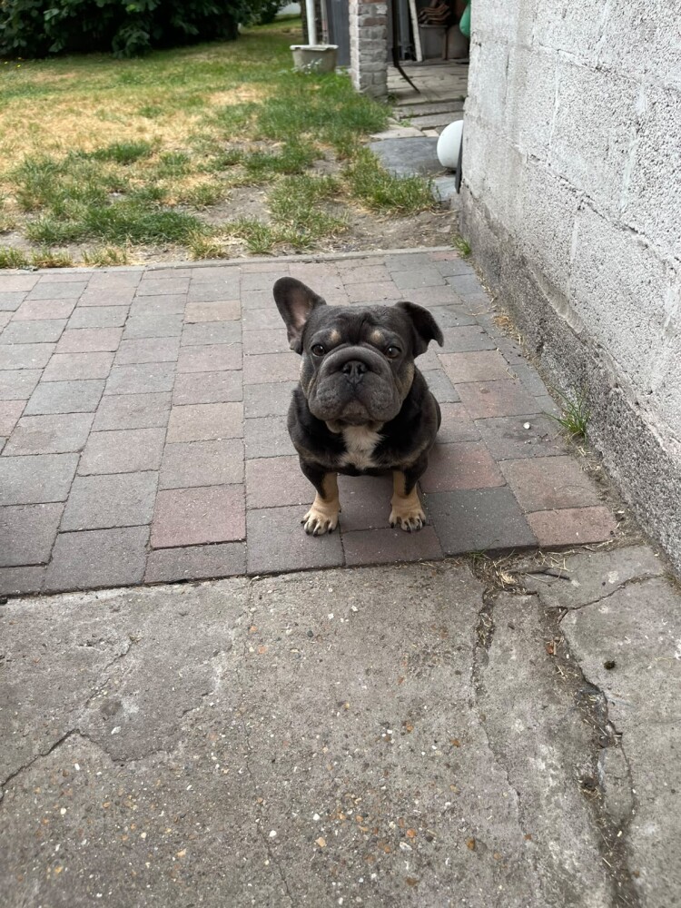 French Bulldog Male Blue - PUP-ID 202369303 | Dierenhof Debrabandere