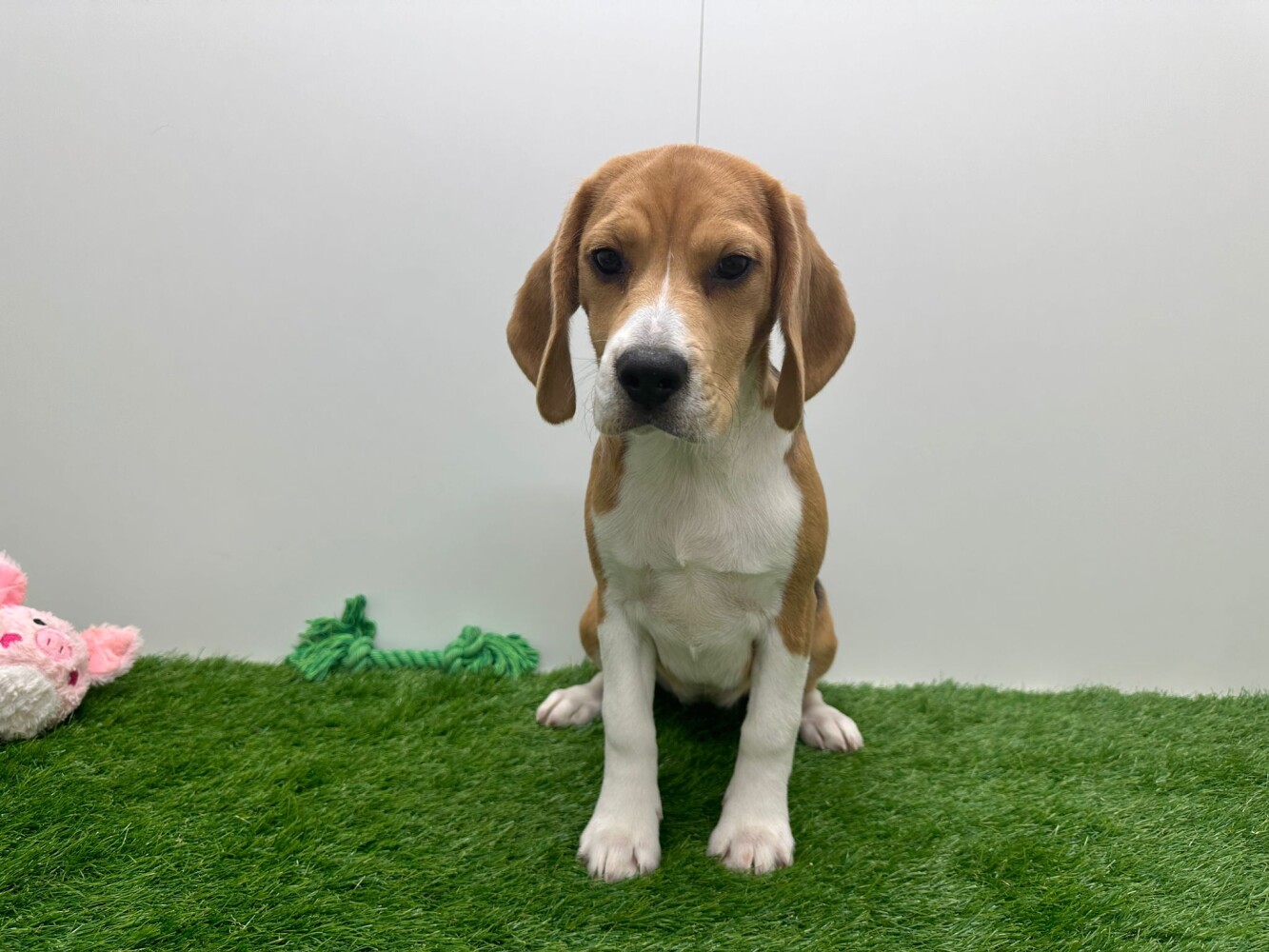 Month Old Beagle Poster Beagle Puppy, Months Old, In Front Of