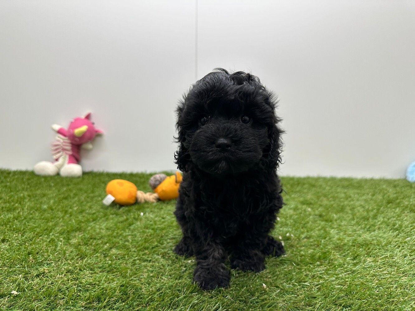 Cavapoo