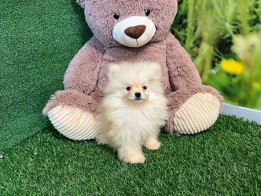 Pomeriaan reu Puppy te koop 000516993