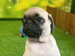 Pug Adolescent Puppy for sale