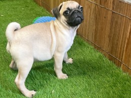 Pug Adolescent Puppy for sale