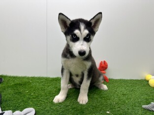 Husky de Siberie male 000601583