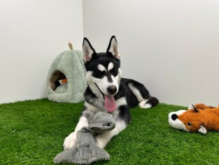 Siberian Husky female Adolescent Puppy for sale 000601585