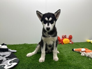 Husky de Siberie femelle Chiot à vendre 000601585