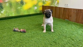 Pug male Puppy for sale 000742989